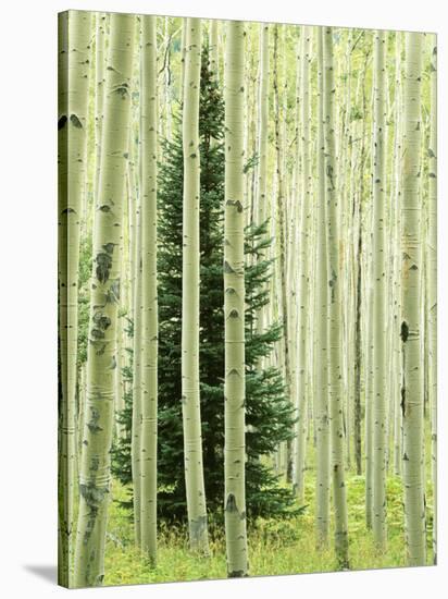 Silver FIr in Aspen Grove, White River National Forest, Colorado, USA-Charles Gurche-Stretched Canvas