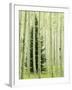 Silver FIr in Aspen Grove, White River National Forest, Colorado, USA-Charles Gurche-Framed Premium Photographic Print