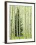 Silver FIr in Aspen Grove, White River National Forest, Colorado, USA-Charles Gurche-Framed Premium Photographic Print