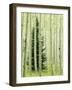 Silver FIr in Aspen Grove, White River National Forest, Colorado, USA-Charles Gurche-Framed Photographic Print