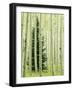 Silver FIr in Aspen Grove, White River National Forest, Colorado, USA-Charles Gurche-Framed Photographic Print