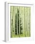 Silver FIr in Aspen Grove, White River National Forest, Colorado, USA-Charles Gurche-Framed Photographic Print