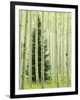 Silver FIr in Aspen Grove, White River National Forest, Colorado, USA-Charles Gurche-Framed Photographic Print