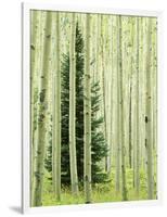 Silver FIr in Aspen Grove, White River National Forest, Colorado, USA-Charles Gurche-Framed Photographic Print