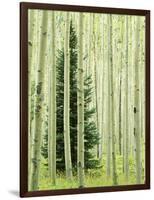 Silver FIr in Aspen Grove, White River National Forest, Colorado, USA-Charles Gurche-Framed Photographic Print