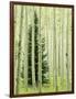 Silver FIr in Aspen Grove, White River National Forest, Colorado, USA-Charles Gurche-Framed Photographic Print