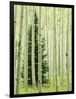 Silver FIr in Aspen Grove, White River National Forest, Colorado, USA-Charles Gurche-Framed Photographic Print