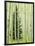 Silver FIr in Aspen Grove, White River National Forest, Colorado, USA-Charles Gurche-Framed Photographic Print