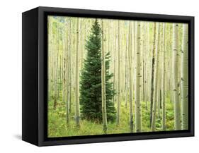 Silver FIr in Aspen Grove, White River National Forest, Colorado, USA-Charles Gurche-Framed Stretched Canvas
