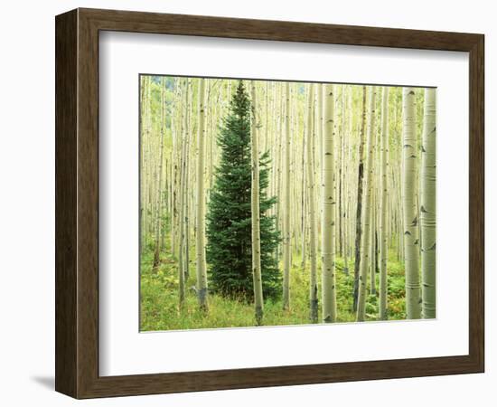 Silver FIr in Aspen Grove, White River National Forest, Colorado, USA-Charles Gurche-Framed Photographic Print