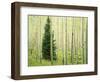 Silver FIr in Aspen Grove, White River National Forest, Colorado, USA-Charles Gurche-Framed Photographic Print