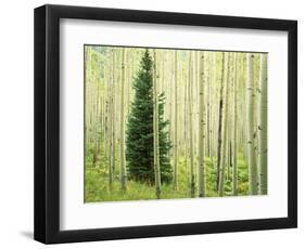 Silver FIr in Aspen Grove, White River National Forest, Colorado, USA-Charles Gurche-Framed Photographic Print