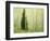 Silver FIr in Aspen Grove, White River National Forest, Colorado, USA-Charles Gurche-Framed Photographic Print