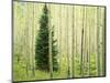 Silver FIr in Aspen Grove, White River National Forest, Colorado, USA-Charles Gurche-Mounted Photographic Print