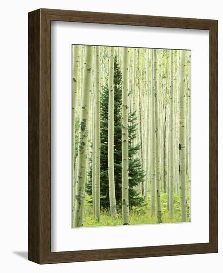 Silver FIr in Aspen Grove, White River National Forest, Colorado, USA-Charles Gurche-Framed Photographic Print