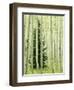 Silver FIr in Aspen Grove, White River National Forest, Colorado, USA-Charles Gurche-Framed Photographic Print