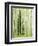 Silver FIr in Aspen Grove, White River National Forest, Colorado, USA-Charles Gurche-Framed Photographic Print