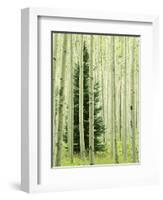 Silver FIr in Aspen Grove, White River National Forest, Colorado, USA-Charles Gurche-Framed Photographic Print