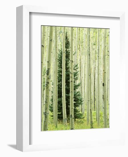 Silver FIr in Aspen Grove, White River National Forest, Colorado, USA-Charles Gurche-Framed Photographic Print