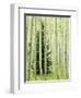 Silver FIr in Aspen Grove, White River National Forest, Colorado, USA-Charles Gurche-Framed Photographic Print