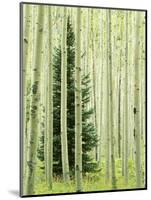 Silver FIr in Aspen Grove, White River National Forest, Colorado, USA-Charles Gurche-Mounted Photographic Print