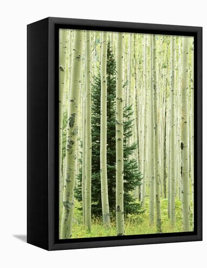 Silver FIr in Aspen Grove, White River National Forest, Colorado, USA-Charles Gurche-Framed Stretched Canvas