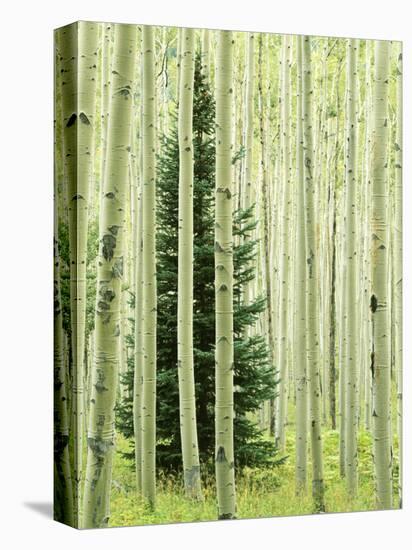 Silver FIr in Aspen Grove, White River National Forest, Colorado, USA-Charles Gurche-Stretched Canvas