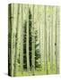 Silver FIr in Aspen Grove, White River National Forest, Colorado, USA-Charles Gurche-Stretched Canvas