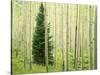 Silver FIr in Aspen Grove, White River National Forest, Colorado, USA-Charles Gurche-Stretched Canvas