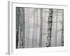 Silver Fog-David Baker-Framed Photographic Print