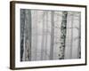 Silver Fog-David Baker-Framed Photographic Print