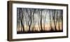 Silver Forest-Graham Reynolds-Framed Giclee Print