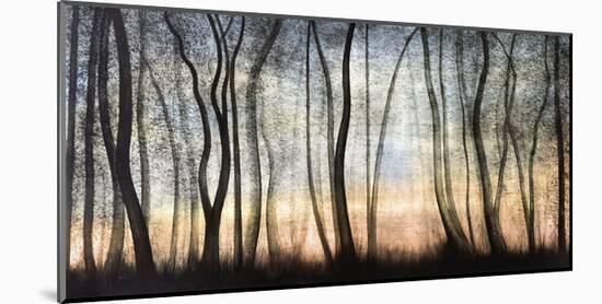 Silver Forest-Graham Reynolds-Mounted Giclee Print