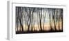 Silver Forest-Graham Reynolds-Framed Giclee Print