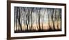 Silver Forest-Graham Reynolds-Framed Giclee Print