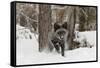 Silver Fox in winter, Montana-Adam Jones-Framed Stretched Canvas