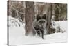 Silver Fox in winter, Montana-Adam Jones-Stretched Canvas