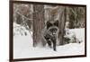 Silver Fox in winter, Montana-Adam Jones-Framed Photographic Print