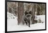 Silver Fox in winter, Montana-Adam Jones-Framed Photographic Print