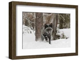 Silver Fox in winter, Montana-Adam Jones-Framed Photographic Print