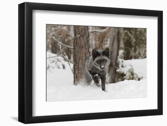 Silver Fox in winter, Montana-Adam Jones-Framed Photographic Print