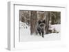 Silver Fox in winter, Montana-Adam Jones-Framed Photographic Print