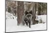 Silver Fox in winter, Montana-Adam Jones-Mounted Photographic Print