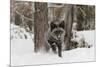 Silver Fox in winter, Montana-Adam Jones-Mounted Premium Photographic Print
