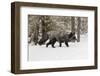 Silver Fox in winter, Montana-Adam Jones-Framed Photographic Print