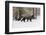 Silver Fox in winter, Montana-Adam Jones-Framed Photographic Print