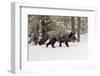 Silver Fox in winter, Montana-Adam Jones-Framed Photographic Print