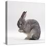Silver Fox Male Rabbit, Licking Front Paws, Face Washing-Jane Burton-Stretched Canvas