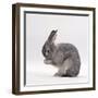 Silver Fox Male Rabbit, Licking Front Paws, Face Washing-Jane Burton-Framed Photographic Print