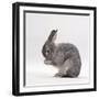 Silver Fox Male Rabbit, Licking Front Paws, Face Washing-Jane Burton-Framed Photographic Print